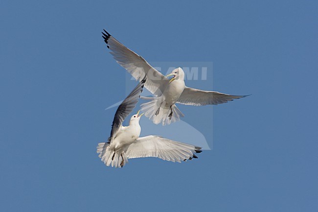 Drieteenmeeuw vechtende in vlucht; Black-legged Kittiwake fighting in flight stock-image by Agami/Arie Ouwerkerk,