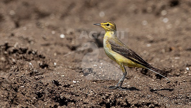 Autumn female Yellow-headed Wagtail (Motacilla flava lutea) in the Middle east. stock-image by Agami/Tom Lindroos,
