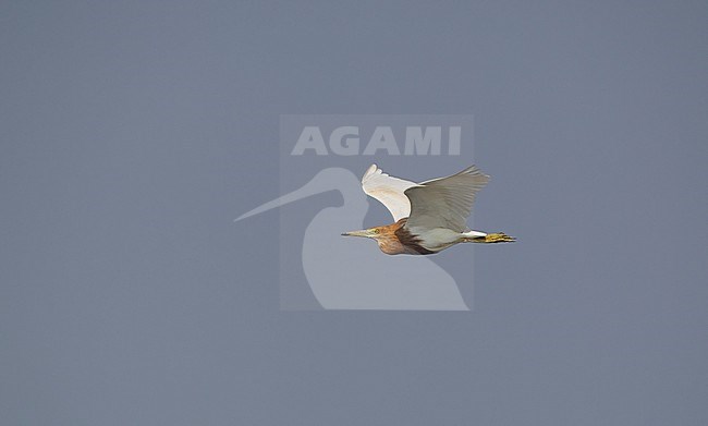 Javan Pond Heron (Ardeola speciosa) in flight at Petchaburi, Thailand stock-image by Agami/Helge Sorensen,