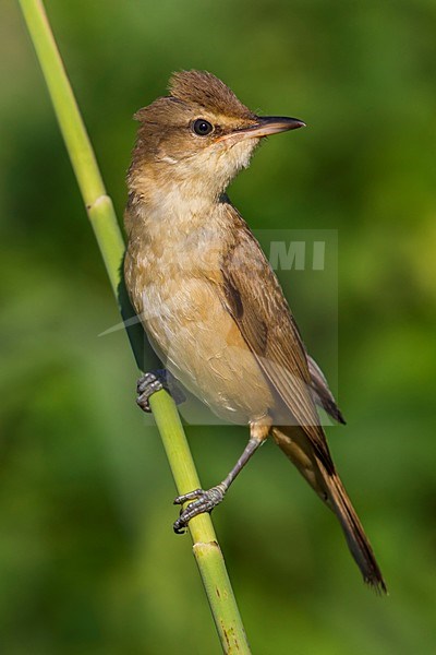 Grote Karekiet; Great Reed Warbler; Acrocephalus arundinaceus stock-image by Agami/Daniele Occhiato,