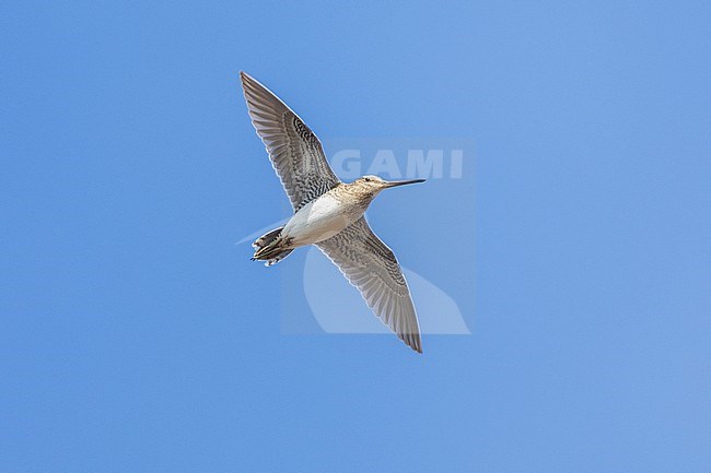 Common Snipe (Gallinago gallinago faeroeensis), adult in flight seen from below, Western Region, Iceland stock-image by Agami/Saverio Gatto,