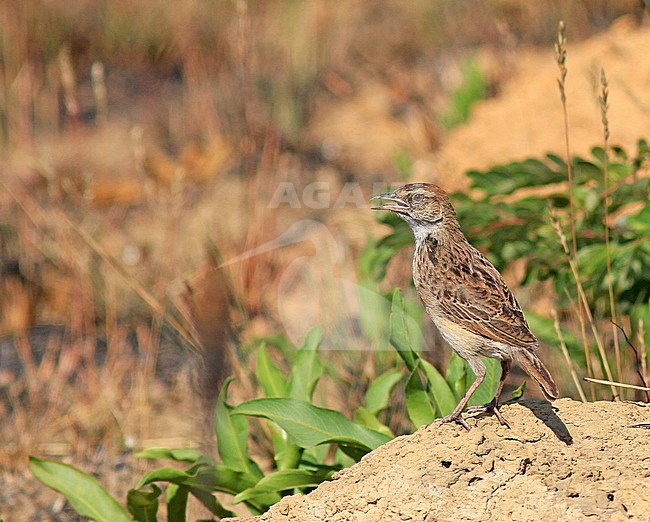 Angolan lark (Mirafra angolensis), also known as Angolan bushlark, singing from a sandy heap in Angola. stock-image by Agami/Pete Morris,