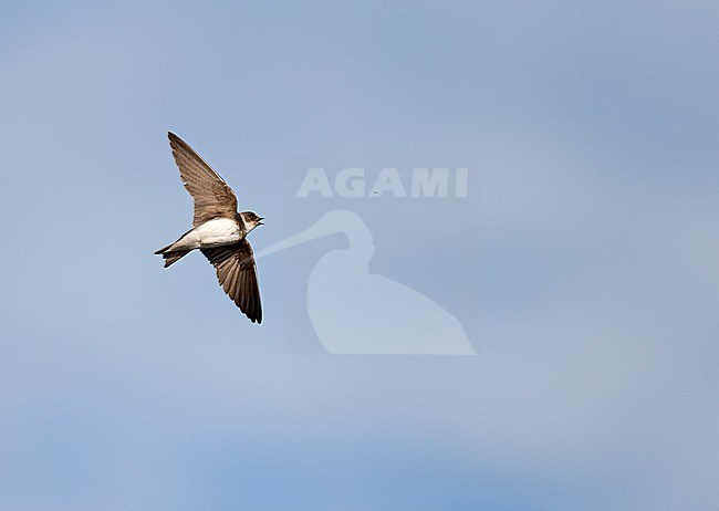 Sand Martin (Riparia riparia) flying against blue sky, catching food in mid air. stock-image by Agami/Ran Schols,