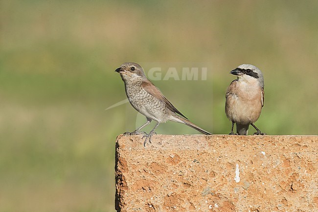 Red-backed Shrike (Lanius collurio) stock-image by Agami/Alain Ghignone,