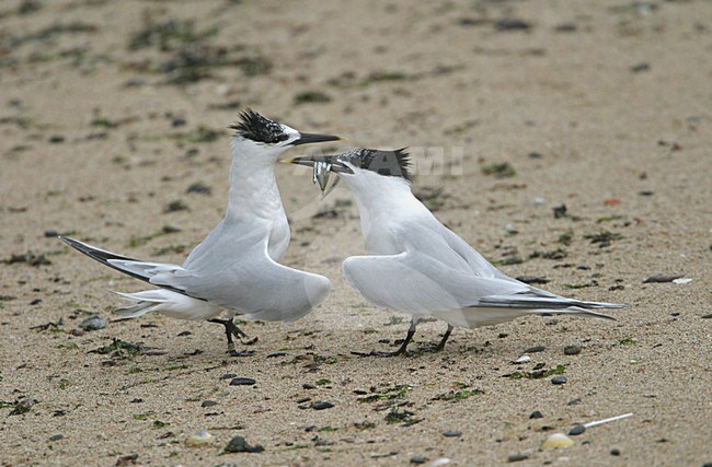 Sandwich Tern pair in courtship with sandeels, Grote Stern baltsend paar met zandaaltjes stock-image by Agami/Bill Baston,