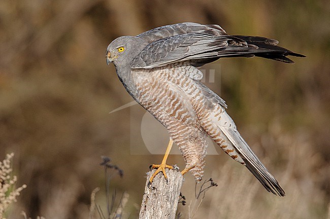 A Male Cinereous Harrier (Circus cinereus) at Mendoza, Argentina. stock-image by Agami/Tom Friedel,