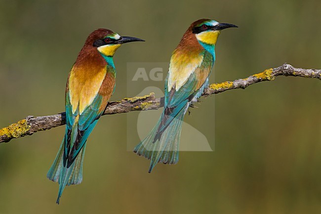 Bijeneter op tak, European Bee-eater on a branch stock-image by Agami/Daniele Occhiato,