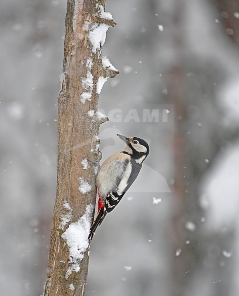 Great Spotted Woodpecker climbing tree in winter; Grote bonte Specht tegen boom klimmend in de winter stock-image by Agami/Markus Varesvuo,