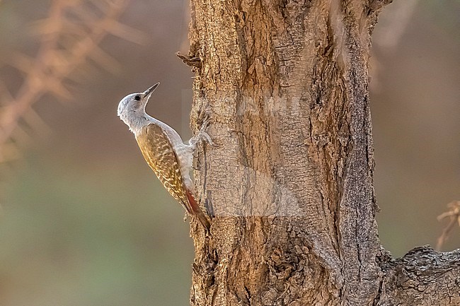 Female African Grey Woodpecker perched on a tree around 20km north-east of Ouadane, Adar, Mauritania, inside WP. April 06, 2018. stock-image by Agami/Vincent Legrand,