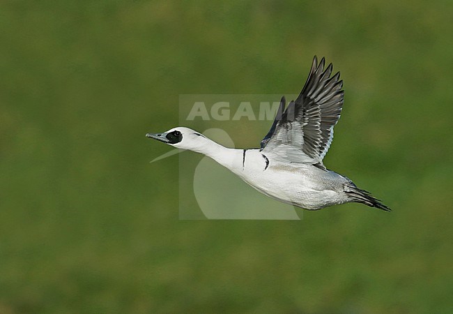 Smew (Mergellus albellus), adult male in flight, seen from the side, showing underwing. stock-image by Agami/Fred Visscher,