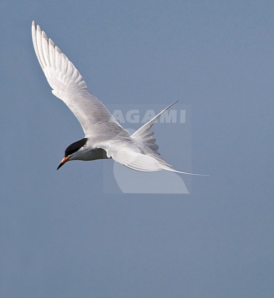 Forster stern in vlucht Californie USA, Forster's Tern in flight California USA stock-image by Agami/Wil Leurs,