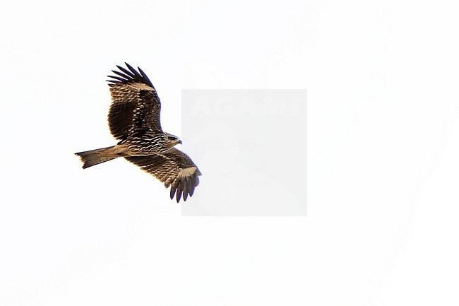 Black-eared Kite (Milvus migrans) during autumn migration in Mongolia. stock-image by Agami/Dani Lopez-Velasco,