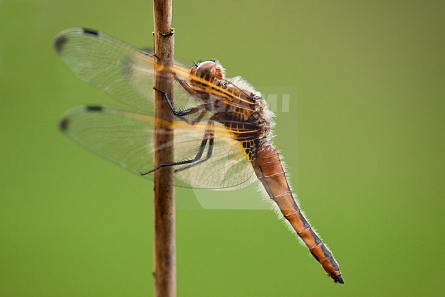 Bruine korenbout, Scarce Chaser stock-image by Agami/Theo Douma,