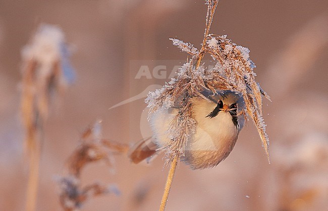 Baardman, Bearded Reedling stock-image by Agami/Markus Varesvuo,