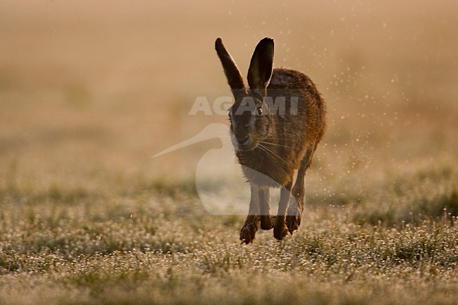 Europese Haas rennend, European Hare running stock-image by Agami/Menno van Duijn,