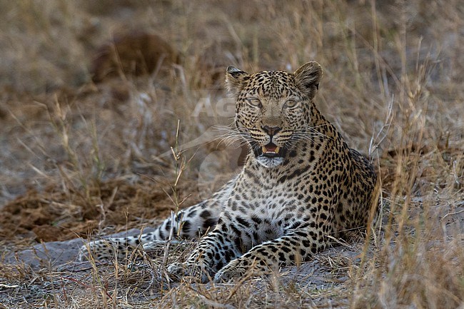 Portrait of a leopard, Panthera pardus, resting. Savuti, Chobe National Park, Botswana stock-image by Agami/Sergio Pitamitz,