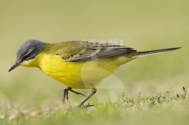 Gele Kwikstaart; Blue-headed Wagtail stock-image by Agami/Marc Guyt,