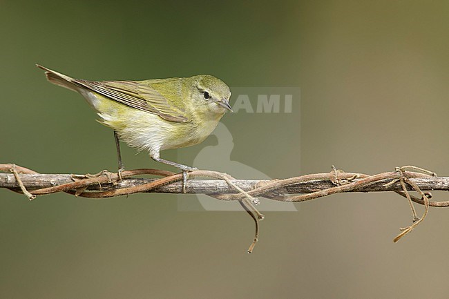 Adult female
Galveston Co., TX
May 2018 stock-image by Agami/Brian E Small,