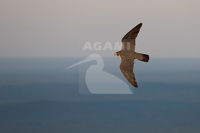 Peregrine Falcon - Wanderfalke - Falco peregrinus ssp. peregrinus, Russia (Ural), adult in flight stock-image by Agami/Ralph Martin,