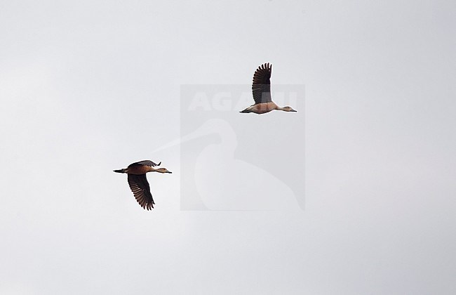 Lesser Whistling Duck (Dendrocygna javanica), pair in flight at Khok Kham, Thailand stock-image by Agami/Helge Sorensen,