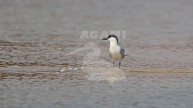 Adult Gull-billed Tern (Gelochelidon nilotica) on a beach in a sanpit in Groningen. stock-image by Agami/Renate Visscher,