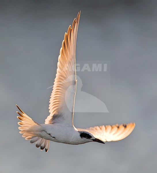 Forsters Stern; Forster's Tern (Sterna forsteri) stock-image by Agami/Marc Guyt,