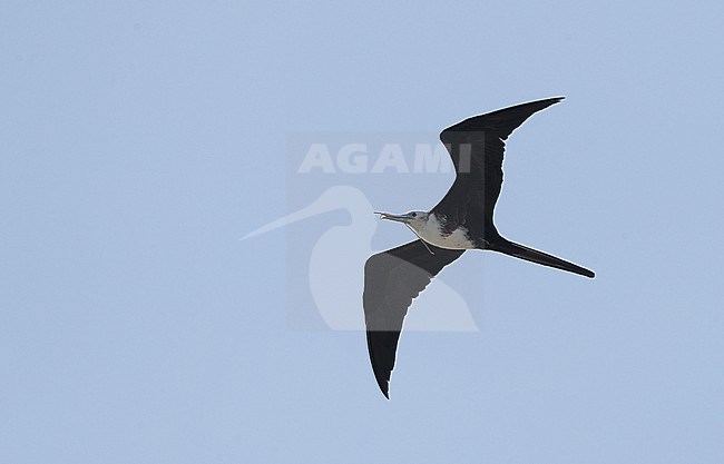 Magnificent Frigatebird (Fregata magnificens rothschildi), immature in flight at Dry Tortugas, USA stock-image by Agami/Helge Sorensen,