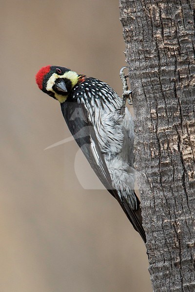 Eikelspecht; Acorn Woodpecker; Melanerpes formicivorus stock-image by Agami/Dubi Shapiro,