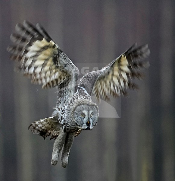 Great Grey Owl adult flying; Laplanduil volwassen vliegend stock-image by Agami/Markus Varesvuo,