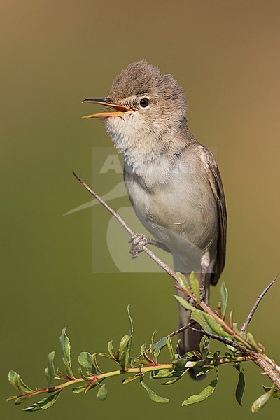 Upchers Warbler - Dornspötter - Hippolais languida, Kyrgyzstan stock-image by Agami/Ralph Martin,