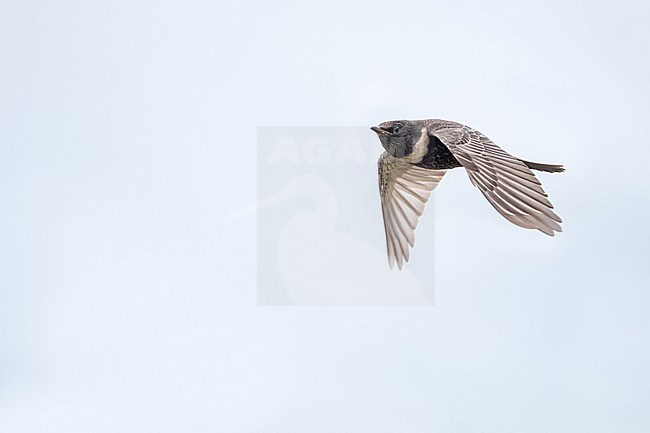 Ring Ouzel - Ringdrossel - Turdus torquatus ssp. torquatus, Germany (Niedersachsen), 1st cy., male stock-image by Agami/Ralph Martin,