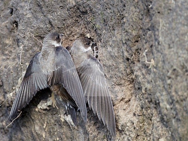 Oeverzwaluw tegen nestwand; Sand Martin at nest site stock-image by Agami/Markus Varesvuo,