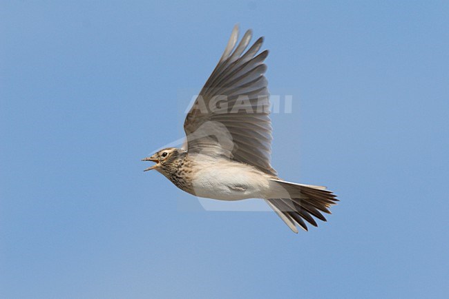 Eurasian Skylark flying; Veldleeuwerik vliegend stock-image by Agami/Ran Schols,