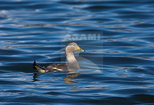 Zwemmende Vliegende Booteend; Swimming Flying Steamer-Duck stock-image by Agami/Marc Guyt,