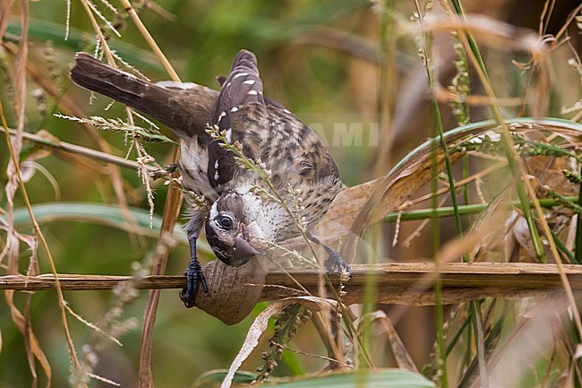 Onvolwassen Roodborstkardinaal, immature Rose-breasted Grosbeak stock-image by Agami/Daniele Occhiato,