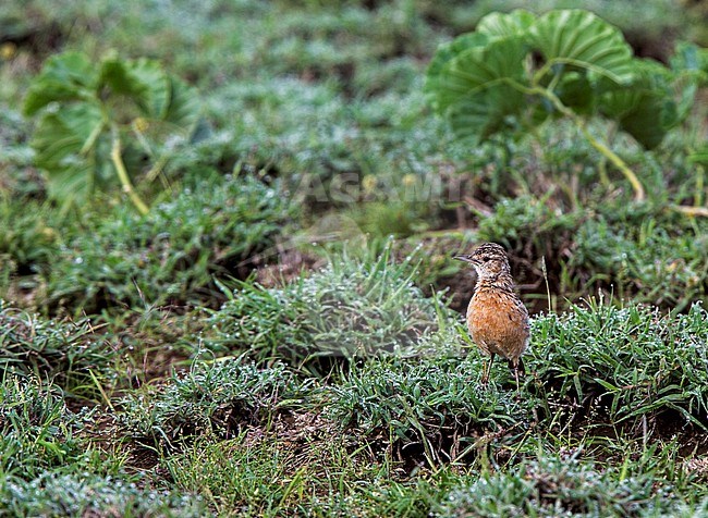 Beesley's Lark (Chersomanes beesleyi) on Lark Plains in Northern Tanzania stock-image by Agami/Andy & Gill Swash ,