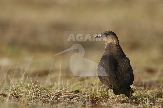 Donkere fase Kleine Jager op de grond; Dark morph Parasitic Jaeger perched on the ground stock-image by Agami/Menno van Duijn,