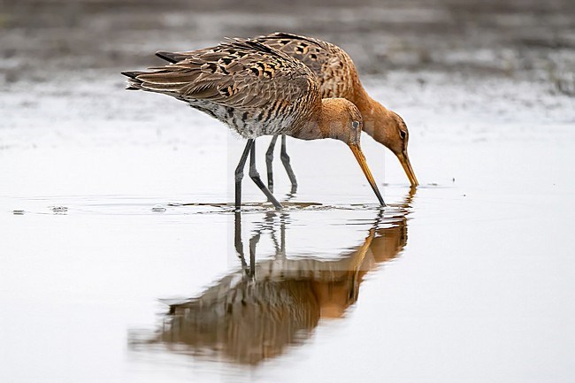 Black-tailed Godwit, Limosa limosa; stock-image by Agami/Hans Germeraad,