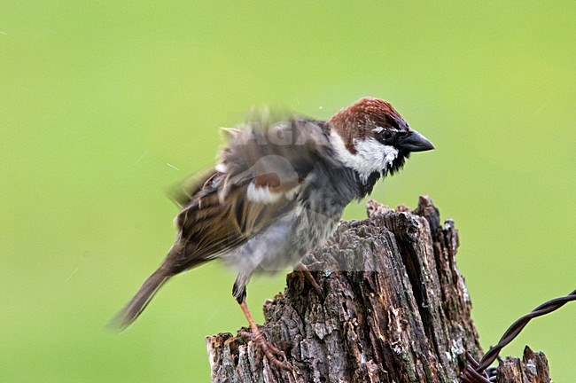 Volwassen mannetje Spaanse Mus; Adult male Spanish Sparrow stock-image by Agami/Hans Germeraad,