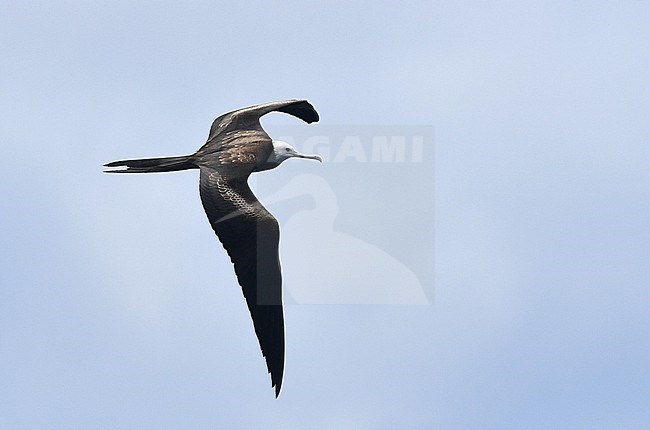 Immature Ascension frigatebird (Fregata aquila) at Ascension island. stock-image by Agami/Laurens Steijn,