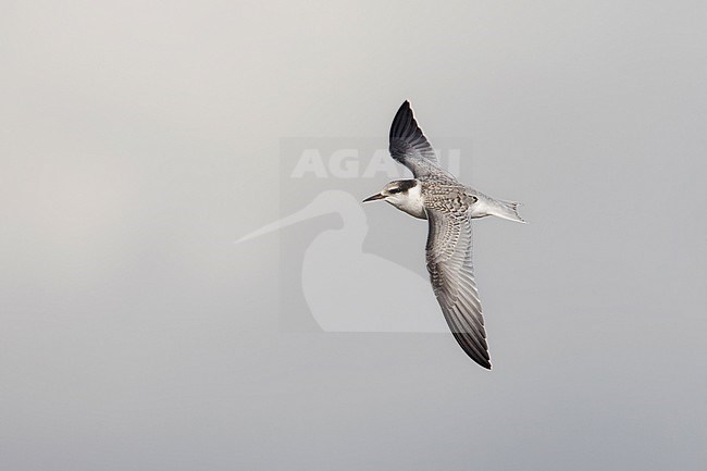 Dwergstern onvolwassen vliegend; Little Tern immature flying stock-image by Agami/Arie Ouwerkerk,