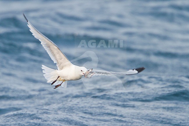 Black-legged Kittiwake (Rissa tridactyla) flying along the coastline of Newfoundland, Canada. stock-image by Agami/Glenn Bartley,