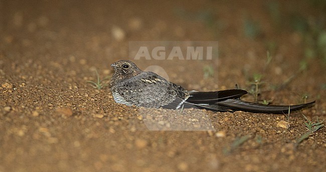 Pennant-winged Nightjar (Caprimulgus vexillarius) resting on the side of the road in Murchison Falls National Park in Uganda. stock-image by Agami/Ian Davies,