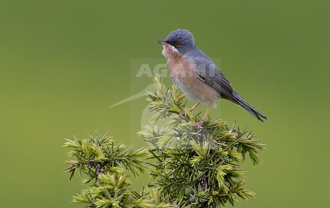 Moltonis Subalpine Warbler adult male singing; Moltonis Baardgrasmus volwassen man zingend stock-image by Agami/Daniele Occhiato,