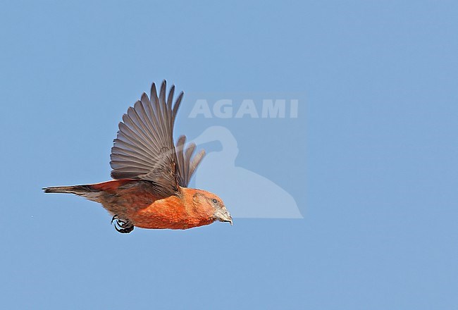 Male Common Crossbill (Loxia curvirostra) wintering in Finland. stock-image by Agami/Markus Varesvuo,