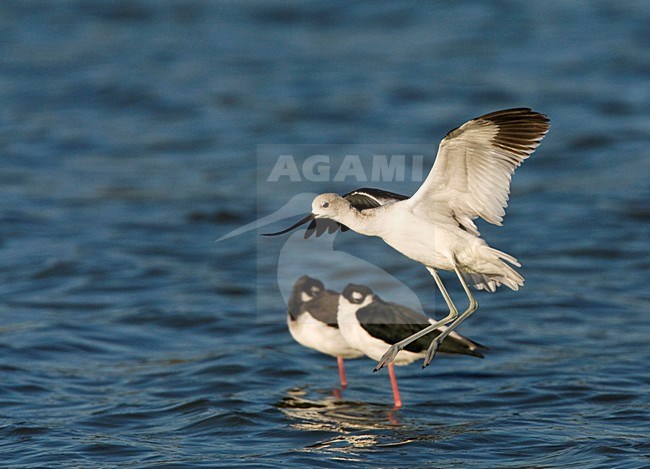 Landende Noord-amerikaanse Kluut; Landing American Avocet stock-image by Agami/Marc Guyt,