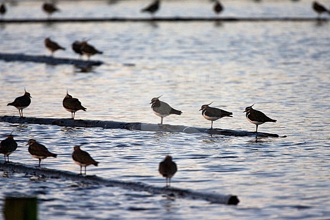 Northern Lapwing group perched on floating poles in the water; Kievit groep zittend op drijvende houten palen in het water stock-image by Agami/Marc Guyt,