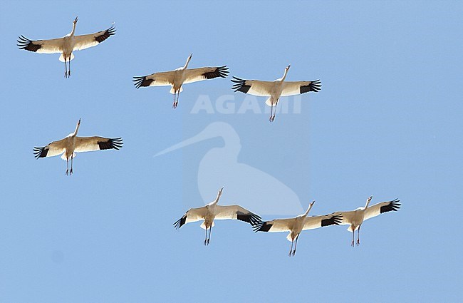 Ernstig bedreigde Siberische Witte Kraanvogels in Chinese overwinteringsgebied; CRITICALLY ENDANGERED Siberian Cranes (Leucogeranus leucogeranus) in Chinese wintering area stock-image by Agami/James Eaton,