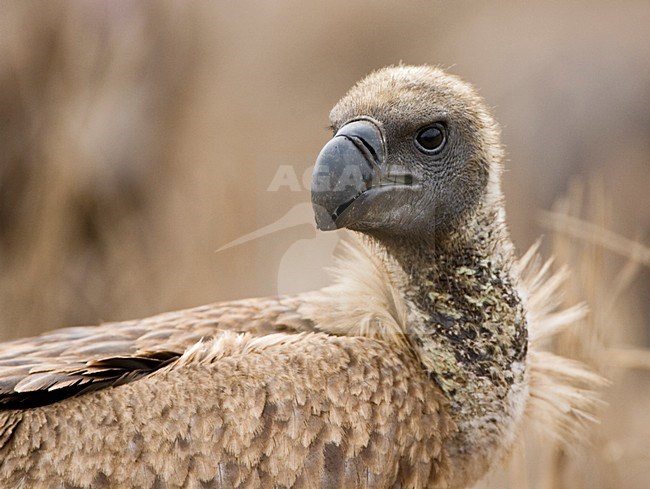 Witruggier, African White-backed Vulture, Gyps africanus stock-image by Agami/Marc Guyt,