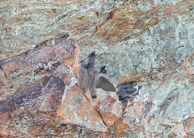Rock martin with young stock-image by Agami/Roy de Haas,